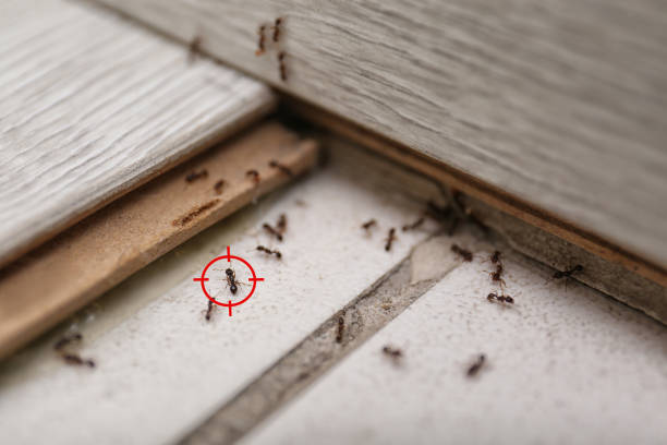 Best Best Pest Control Companies  in Mesita, NM