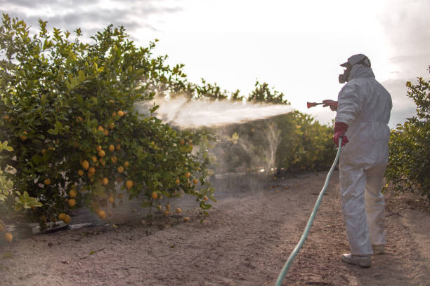 Best Wasp Removal Services  in Mesita, NM
