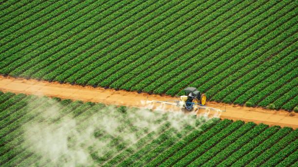 Best Termite Control Services  in Mesita, NM