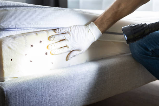 Best Residential Pest Control  in Mesita, NM